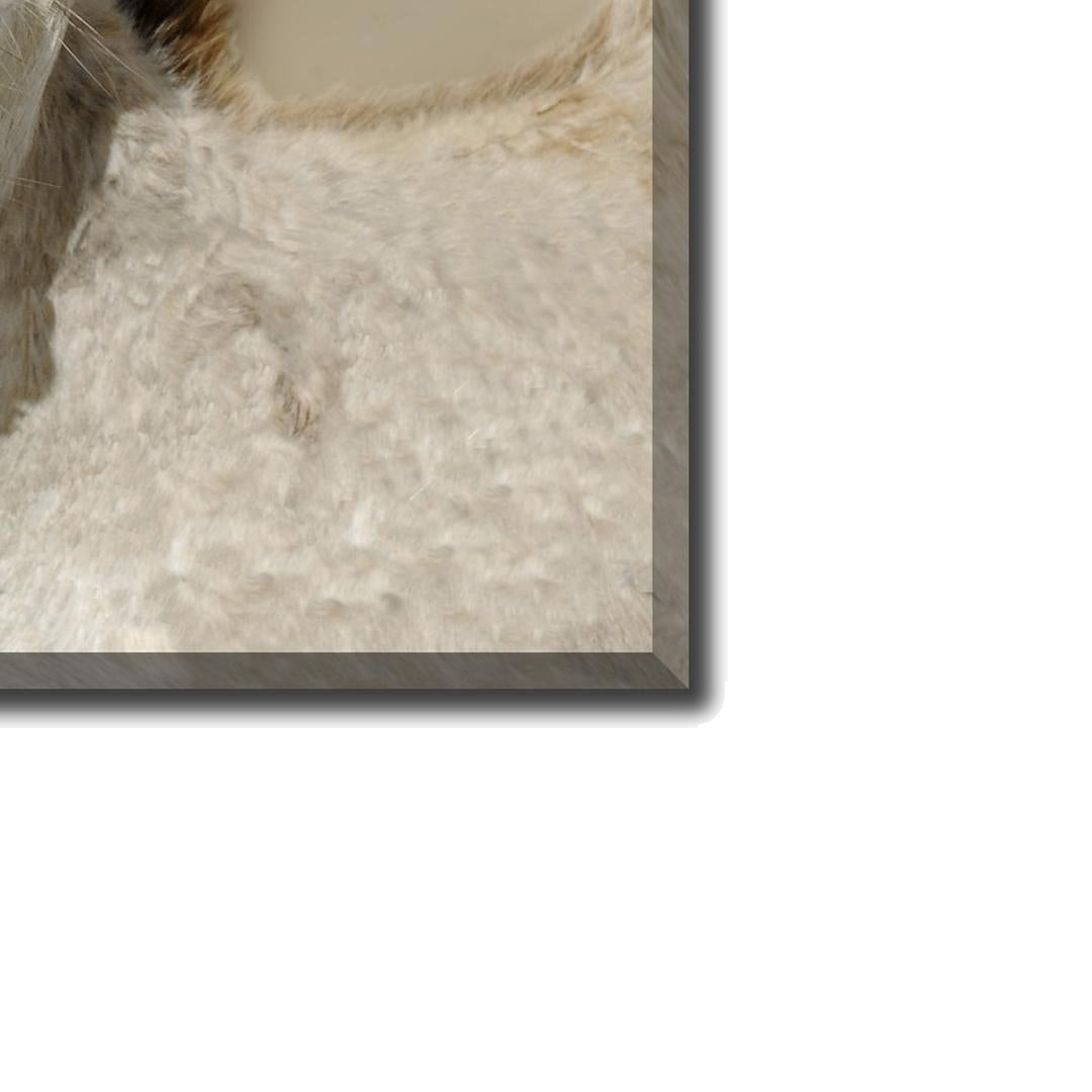 Cheeky Playful Donkey Duo