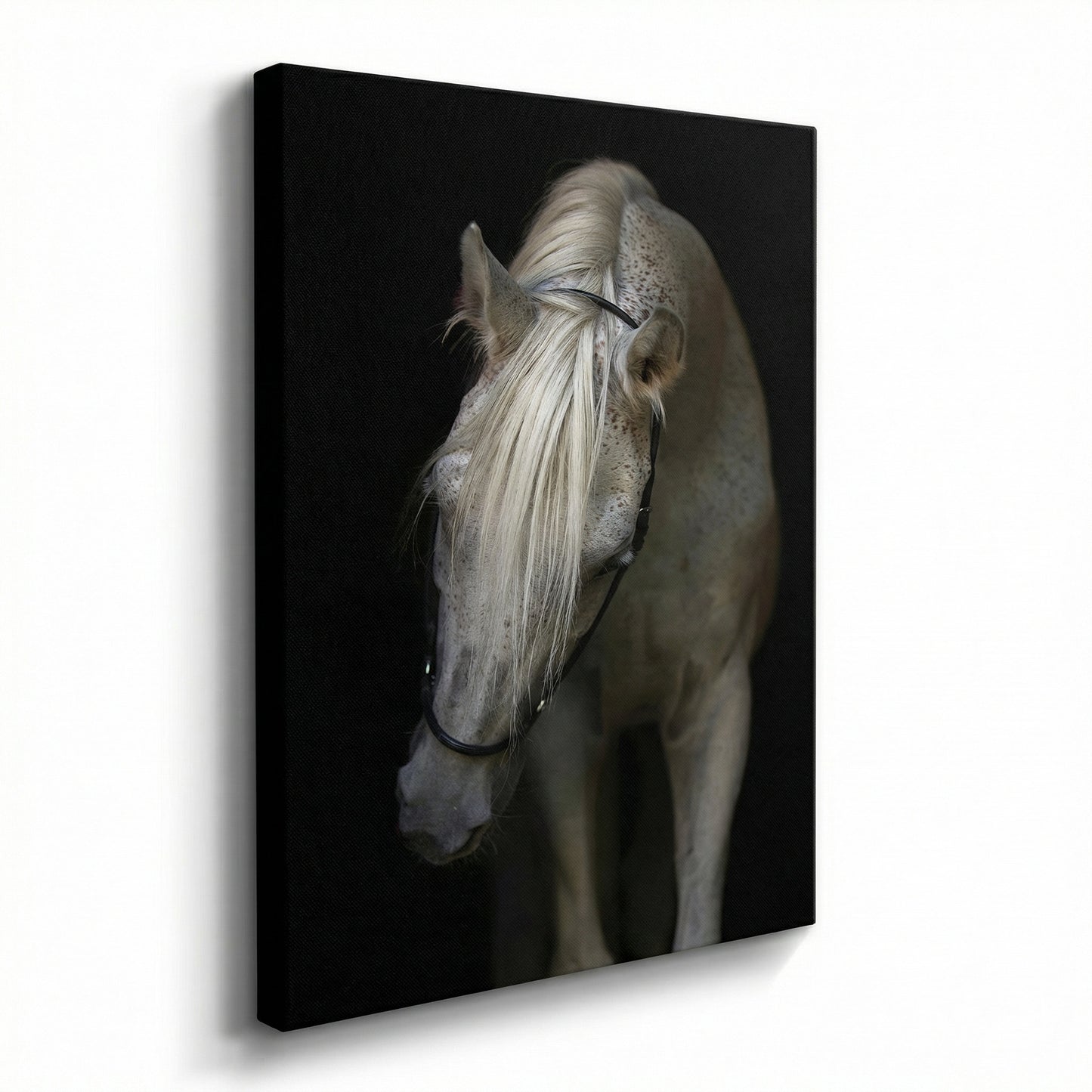 Arabian Stallion