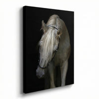 Arabian Stallion