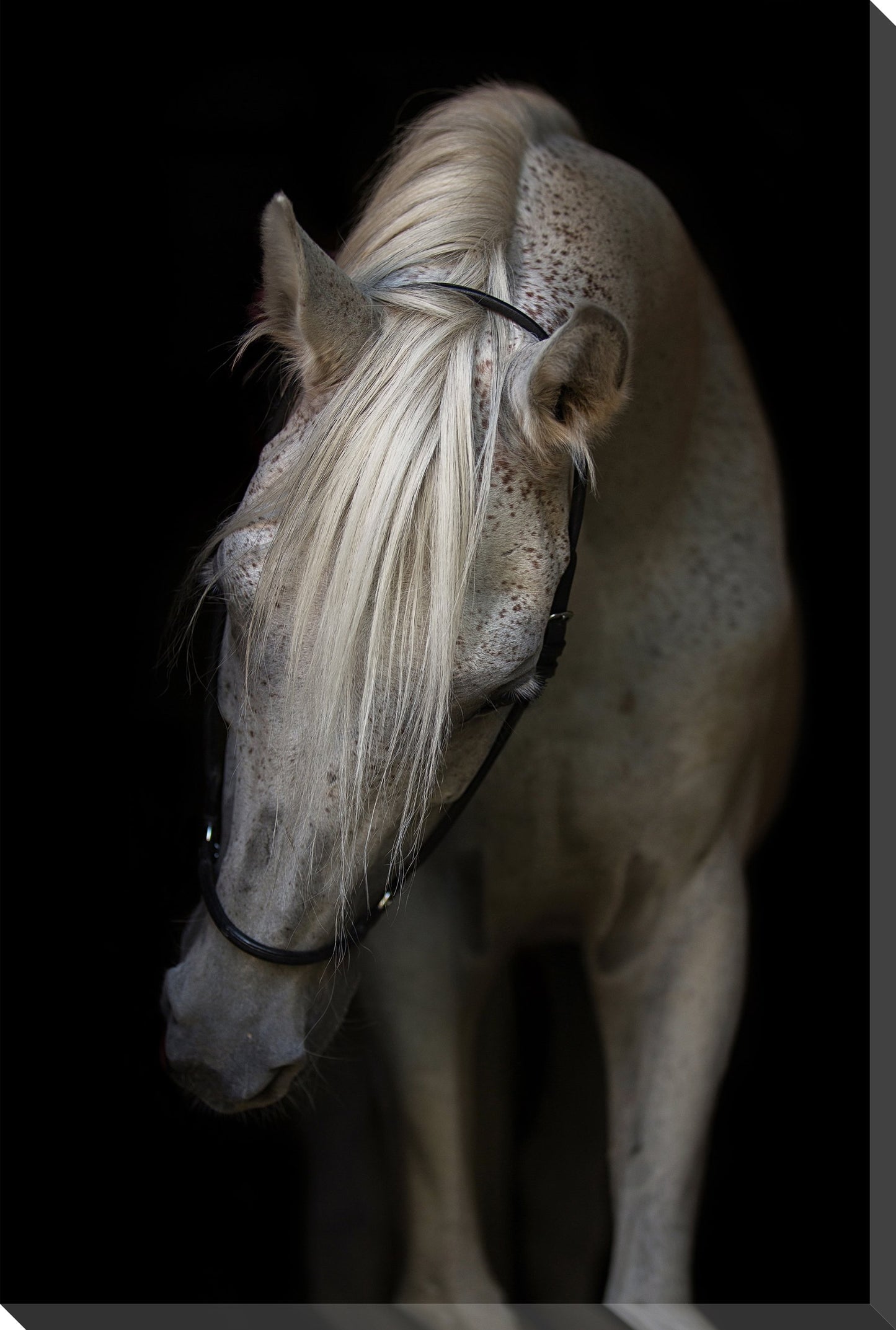 Arabian Stallion