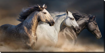 compare product Gallop In The Dust