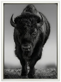 The Beast