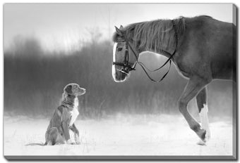 compare product Horse and Retriever
