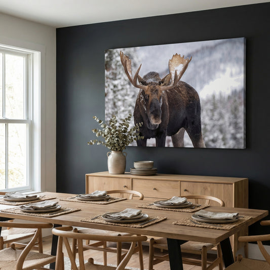 A Moose in Winter in Jasper