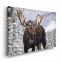 A Moose in Winter in Jasper