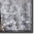 A Moose in Winter in Jasper