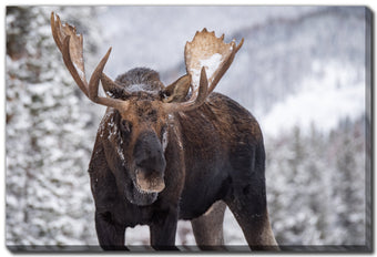 compare product A Moose in Winter in Jasper
