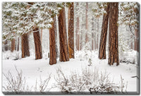Winter Forest