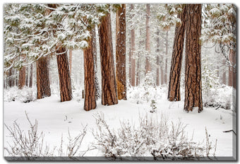 compare product Winter Forest