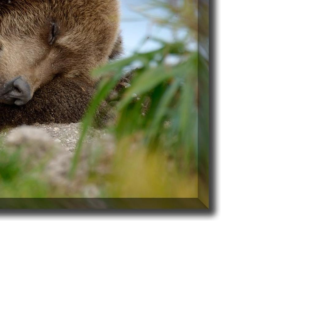 Two Bears