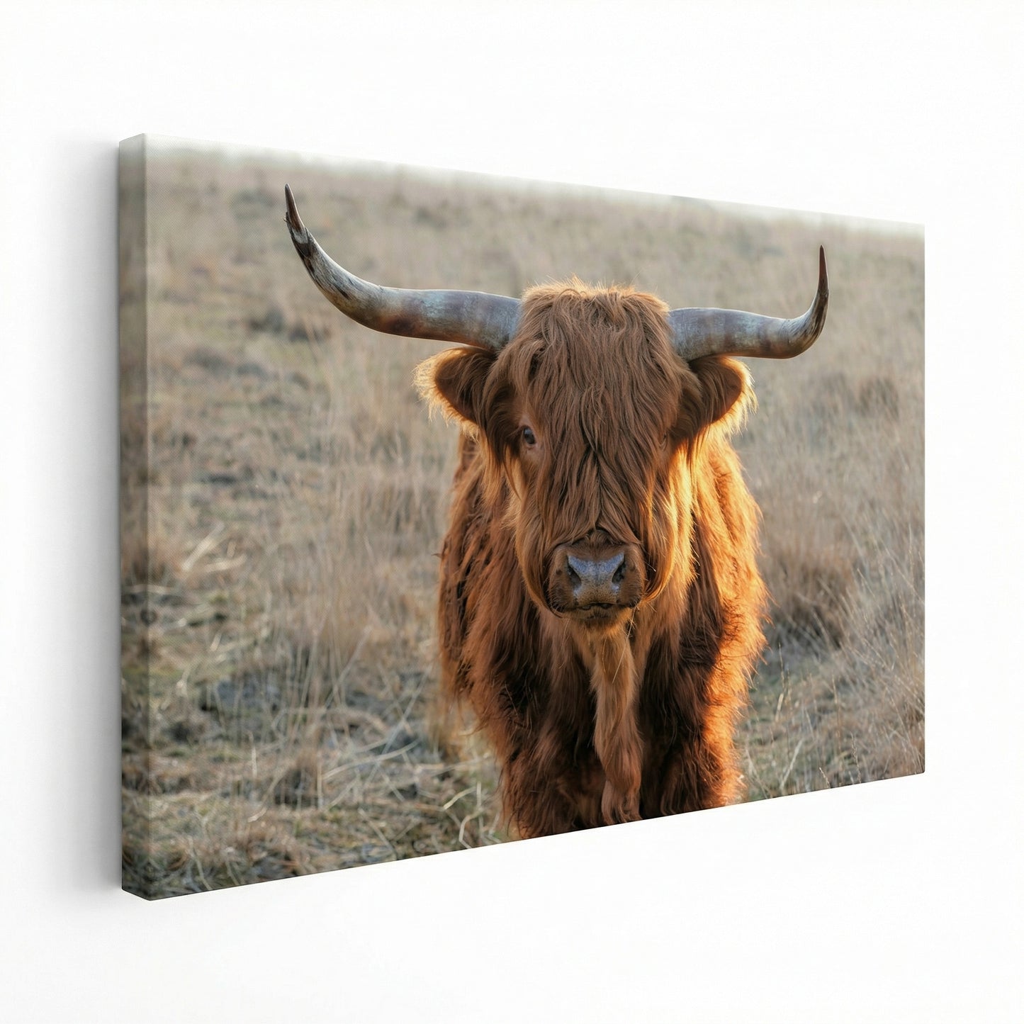 Scottish Highlander