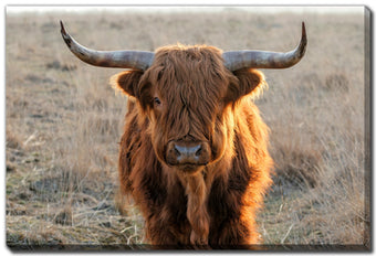 compare product Scottish Highlander
