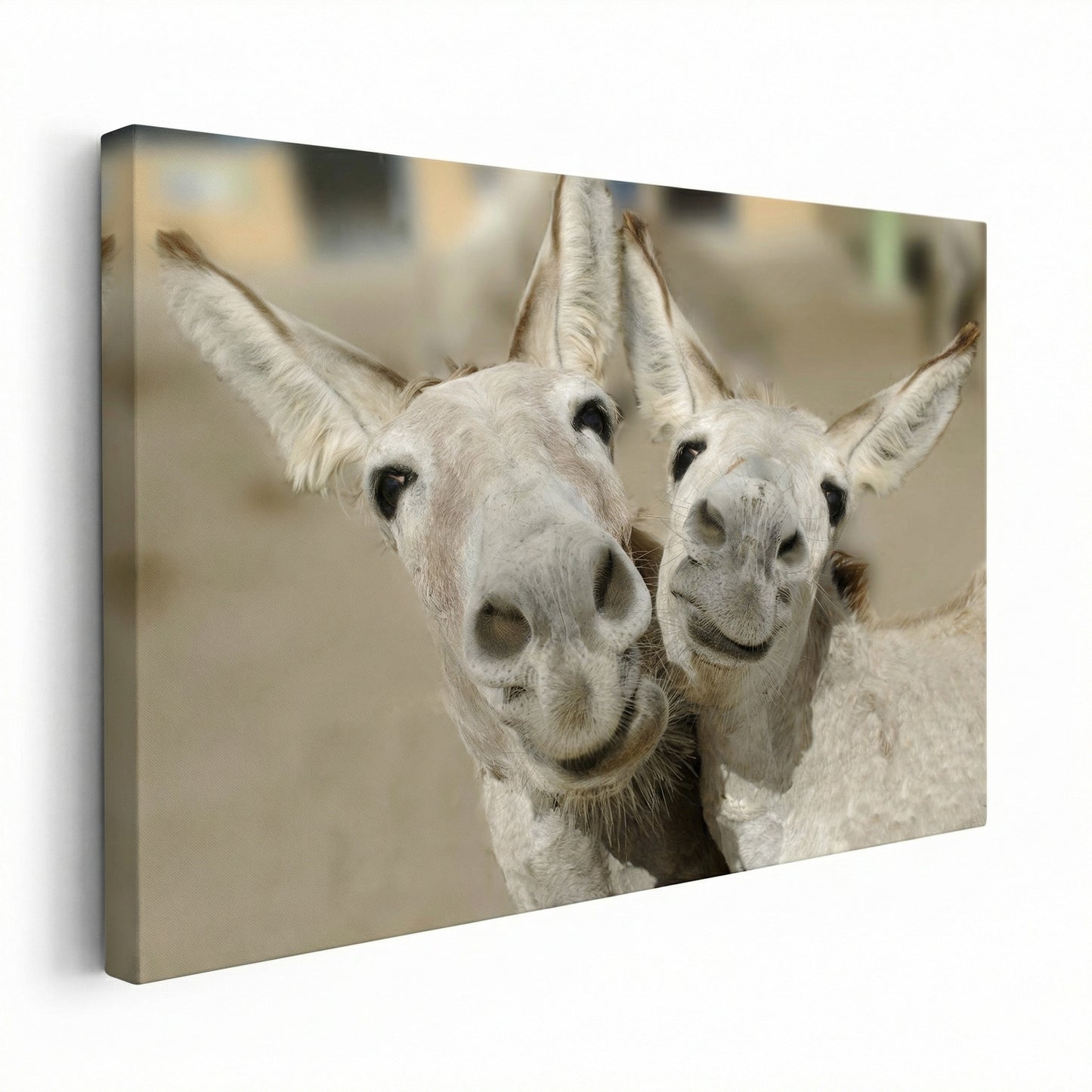 Cheeky Playful Donkey Duo