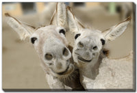 Cheeky Playful Donkey Duo