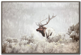 compare product Misty Monarch