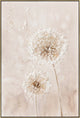 Dandelion Wish II