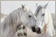Equine Spirits