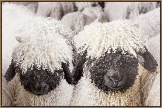 Woolly Companions