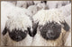 Woolly Companions