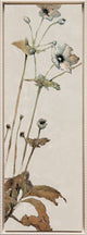 Field Stems in Quiet Light I