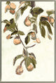 Branch of Sunlit Harvest I