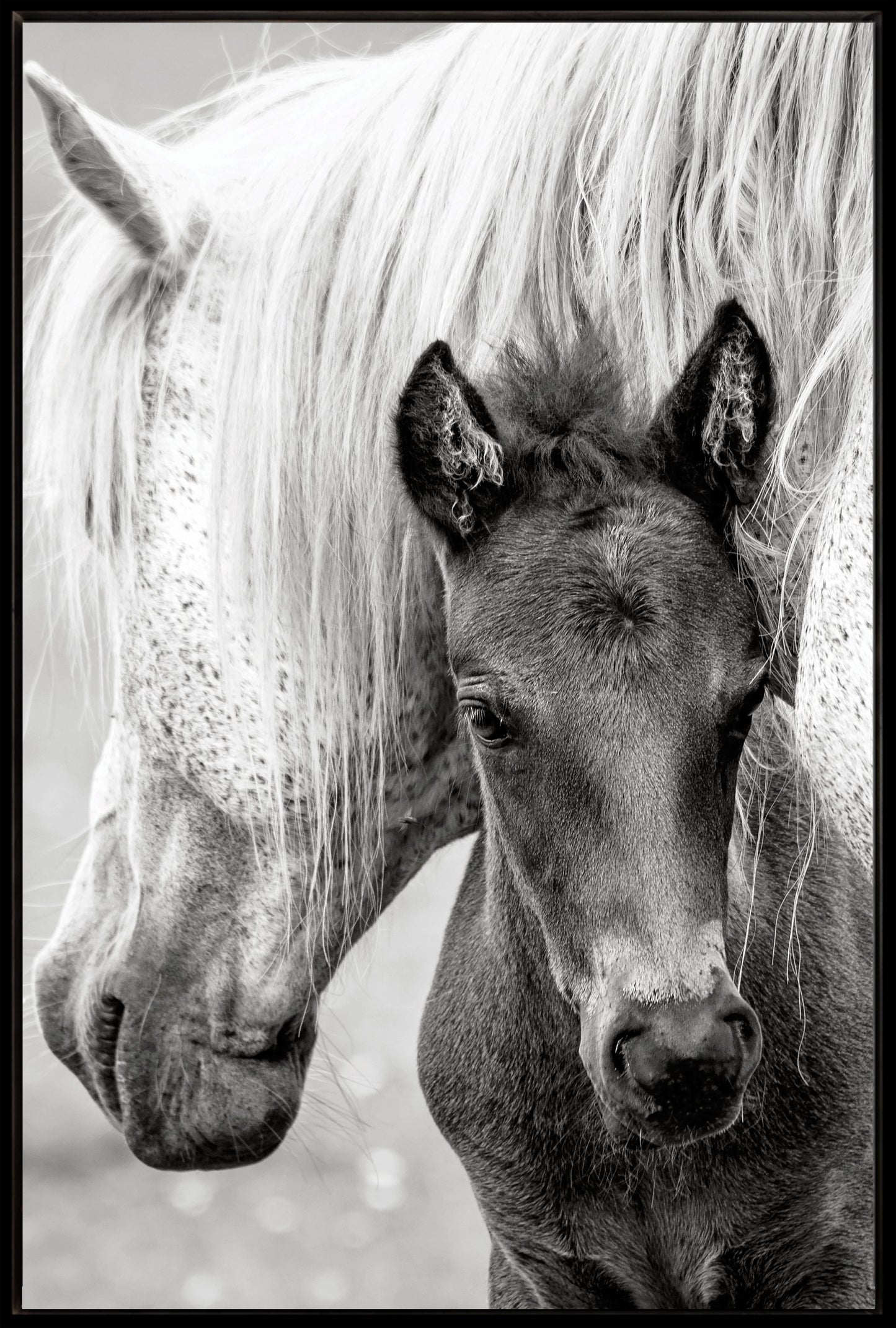 The Foal
