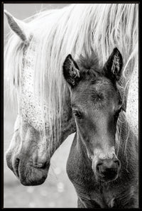 The Foal