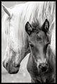The Foal