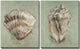 Aqua Shell Study Set of 2